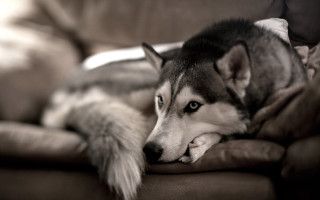 Husky dog couch pillow head 2 - his paw free wallpaper