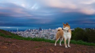 Dog hill city dusk clouds 2 - dramatic free wallpaper for desktop