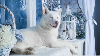 White dog blanket birdcage flowers - a white dog free wallpaper