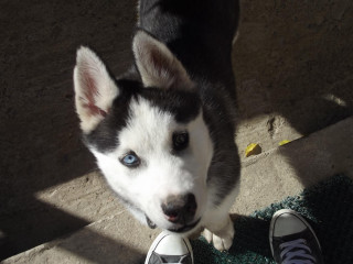 Dog person feet sidewalk tennis - cassius marcellus coolidge free wallpaper