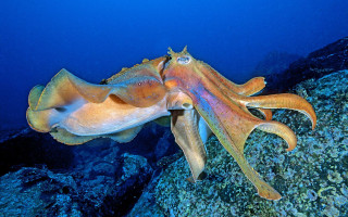 Squid swimming ocean head rock - octopus free wallpaper