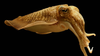 Large squid long neck large - a long neck free wallpaper