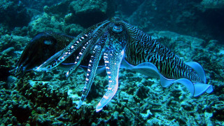 Squids swimming coral reef ocean - tentacle free wallpaper