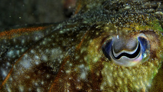 Close up smiling squid black - a black eye free wallpaper