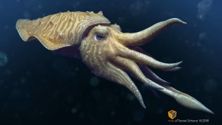 Octopus swimming head turned side - an octopus free wallpaper