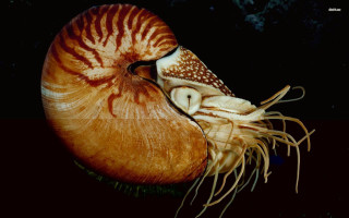 Large squid long tentacles hairy - edward weston free wallpaper