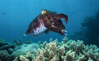 Squid coral reef ocean fish - blue water free wallpaper