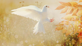 White bird flying field flowers - a sunbeam in the background free wallpaper