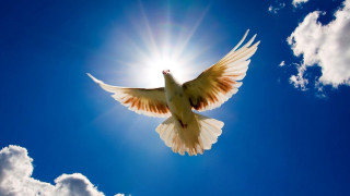 White dove flying blue sky 2 - radiant light free wallpaper