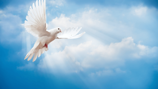 White dove flying blue sky - the back free wallpaper