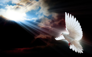 White dove flying sky bright - radiant free wallpaper