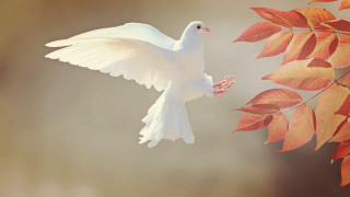 White bird flying tree leaves - peaceful free wallpaper