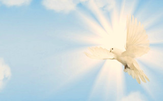 White bird flying blue sky 5 - radiant light free wallpaper
