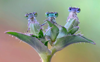 Three little bugs plant stem - massurrealism free wallpaper