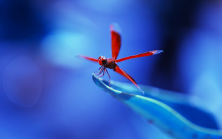 Red dragonfly blue flower stem - arie smit free wallpaper