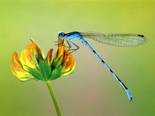 Blue dragonfly yellow flower green 2 - a blue dragonfly free wallpaper
