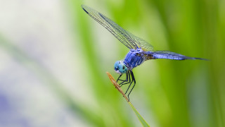 Blue dragonfly green plant stem 2 - a blue dragonfly free wallpaper