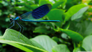 Blue dragonfly green leaf sunlight - a blue dragonfly free wallpaper