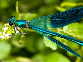 Blue dragonfly flower garden green - a blue dragonfly free wallpaper