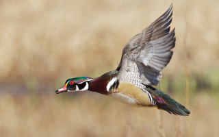 Bird flying dry grass field 3 - darrell riche free wallpaper