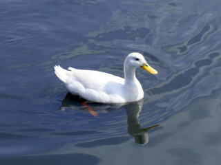 Duck floating water shoreline yellow - water next free wallpaper