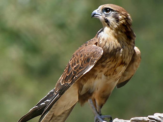 Bird of prey sitting branch 2 - a bird of prey free wallpaper for desktop