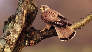 Bird perched tree branch blurry 3 - a tree branch free wallpaper