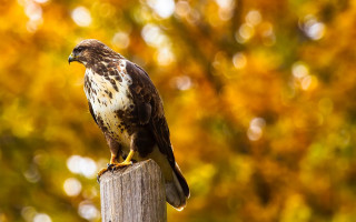 Hawk perched wooden post fall - the fall free wallpaper