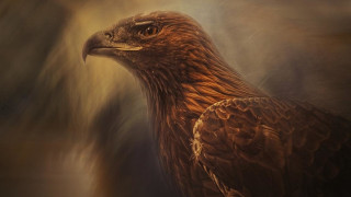 Golden eagle brown white black - a brown background free wallpaper