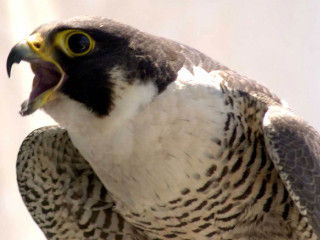 Yellow beak black white bird - upper body free wallpaper
