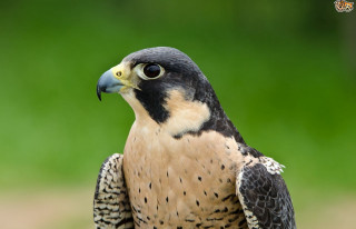 Bird of prey hand blurry - a bird of prey free wallpaper for desktop