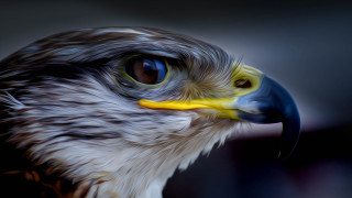 Bird of prey yellow beak - prey free wallpaper
