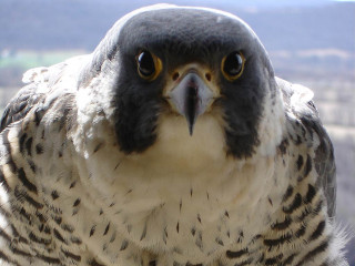 Bird of prey mountain blurry - prey free wallpaper