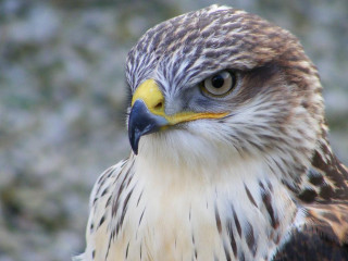 Bird of prey close up 4 - prey free wallpaper