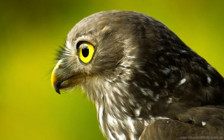 Bird closeup green background yellow - a close up of a bird free wallpaper