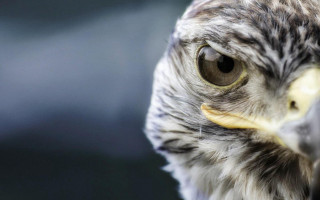 Bird of prey closeup blurry - prey free wallpaper