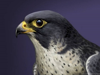 Bird yellow eye black wings - a yellow eye free wallpaper