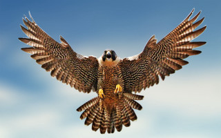 Bird wings spread blue sky - symbolism free wallpaper
