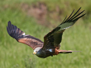 Bird of prey flying wings 6 - spread wide free wallpaper