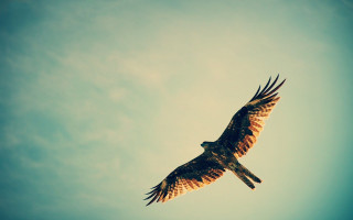 Bird of prey flying sky - a bird of prey free wallpaper