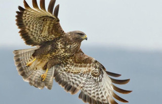 Bird of prey flying sky 2 - a bird of prey free wallpaper