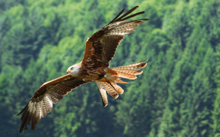 Bird prey flying forest trees - a bird of prey free wallpaper