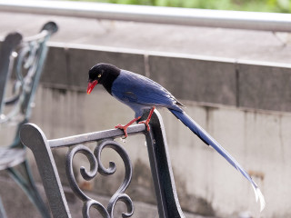 Bird metal bench wall red - an zhengwen free wallpaper