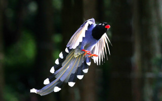 Bird long tail flying wings - bird free wallpaper