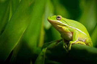 Green frog sitting plant leaves - a green frog free wallpaper for desktop