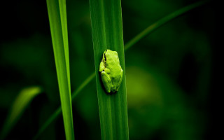 Green frog on leaf macro - a green frog free wallpaper