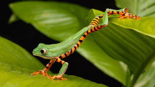 Green orange frog leafy plant 2 - frog free wallpaper