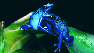 Blue frog green leaf water - drop of water free wallpaper
