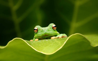 Frog leaf closed eyes green - a frog free wallpaper