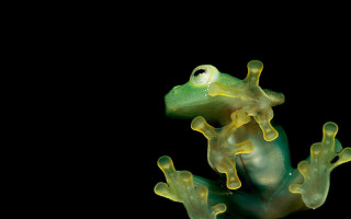 Green frog yellow spots body - a green frog free wallpaper